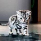 Фрольцов Михаил Владимирович